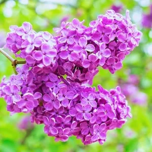 Dark Purple Lilac Bush Live Plant - Quart Pot, Outdoor Shrub, Zones 3-7 - Image 6