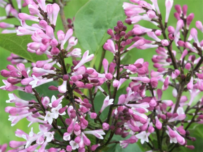 Dark Purple Lilac Bush Live Plant - Syringa, 6-8 Inch Tall, Outdoor - Image 2