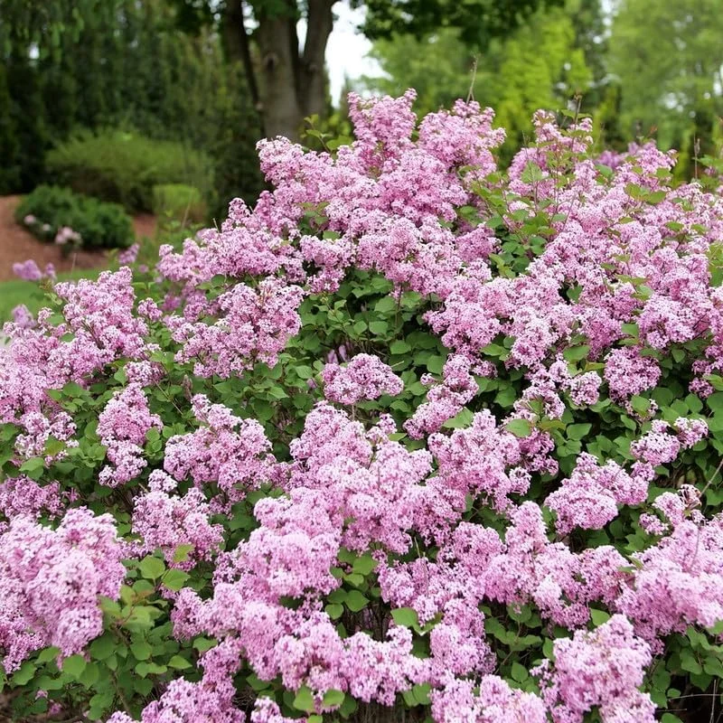 Dark Purple Lilac Bush Live Plant - Syringa, 6-8 Inch Tall, Outdoor - Image 1
