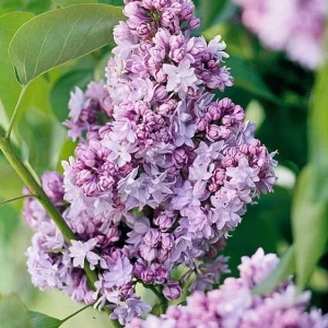 Dark Purple Lilac Bush Live Plant - Syringa, 6-8 Inch Tall, Outdoor - Image 5