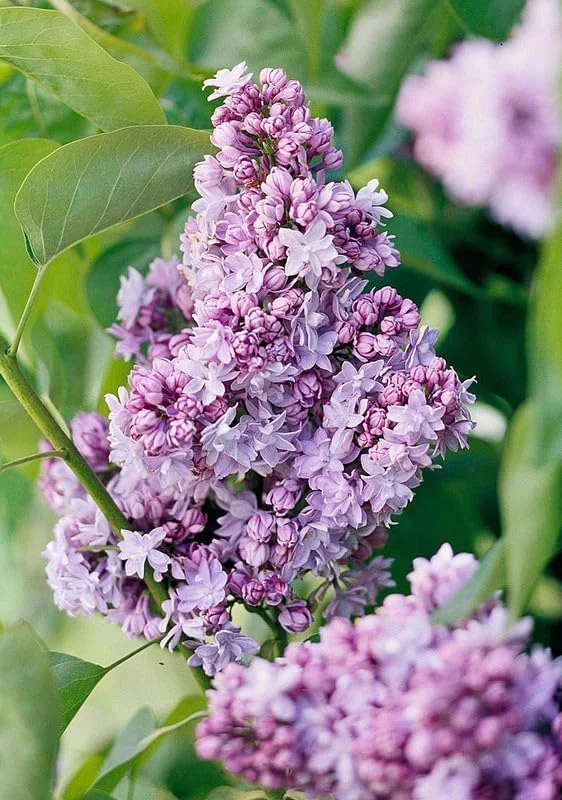 Dark Purple Lilac Bush Live Plant - Syringa, 6-8 Inch Tall, Outdoor - Image 5