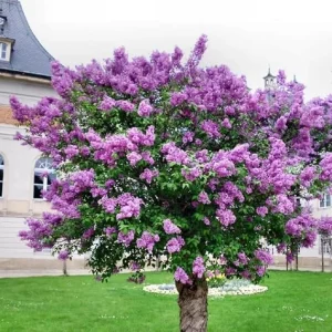Dark Purple Lilac Live Plant – Fragrant Outdoor Shrub – Syringa – USDA Zone 3-7 - Image 3