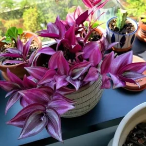 Dark Purple Wandering Jew Live Plant - Tradescantia Houseplant, 2.5 Inch Pot, Indoor/Outdoor - Image 5