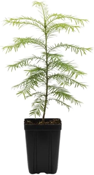 Dawn Redwood Live Plant – Metasequoia Glyptostroboides – 6-12 Inch Tall – Quart Pot – Outdoor Shade Tree - Image 2