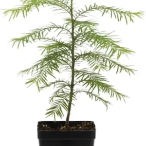 Dawn Redwood Live Plant – Metasequoia Glyptostroboides – 6-12 Inch Tall – Quart Pot – Outdoor Shade Tree - Image 4