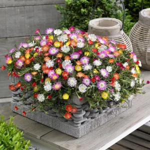 Delosperma Ice Plant Live in 4'' Pot - Hardy Flowering Succulent Groundcover - Image 2