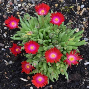 Delosperma Ice Plant Live in 4'' Pot - Hardy Flowering Succulent Groundcover - Image 1