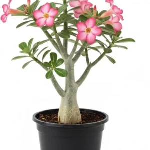 Desert Rose Live Plant, Adenium Desert Rose 4-8'' Tall, Hardy Flowering Succulent for Indoor Outdoor Gardens (Red Flowers) - Image 4
