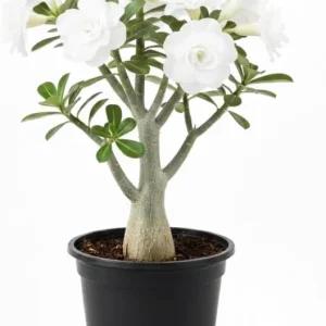 Desert Rose Live Plant, Adenium Desert Rose 4-8'' Tall, Hardy Flowering Succulent for Indoor Outdoor Gardens (Red Flowers) - Image 5