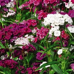 Dianthus Live Plant in Pot – Fragrant Perennial Flower – Mixed Colors – 4-6 inches Tall - Image 7