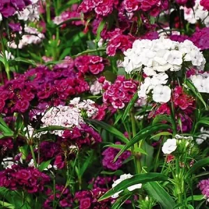 Dianthus Live Plant in Pot – Fragrant Perennial Flower – Mixed Colors – 4-6 inches Tall - Image 1