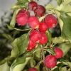 Dolgo Crabapple Live Plant 2-3 ft Tall – Cold Hardy Fruit Tree Outdoor - Image 1