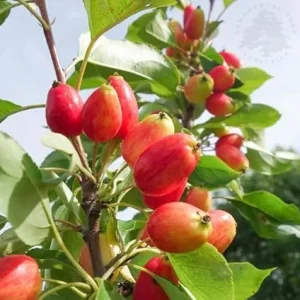Dolgo Crabapple Tree 1-2 ft Tall – Cold Hardy Live Plant for Fruits & Flowers – Outdoor - Image 3