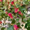 Dolgo Crabapple Tree Live Plant 3-4 ft Tall - Cold Hardy Fruit Tree - Image 1