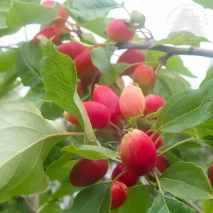 Dolgo Crabapple Tree Live Plant - 4-5 ft Tall, Cold Hardy, Pink Glow Flowers - Image 3