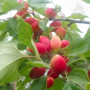 Dolgo Crabapple Tree Live Plant - 4-5 ft Tall, Cold Hardy, Pink Glow Flowers - Image 4