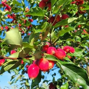 Dolgo Crabapple Trees Live Plants 1-2 ft Tall - Cold Hardy Pink Glow Crabapple - Image 3