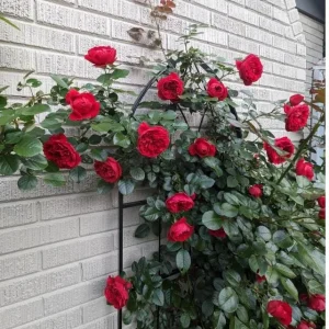 Don Juan Climbing Rose Live Plant - Fragrant Red Flowers - 5-7" Tall Starter - Image 2