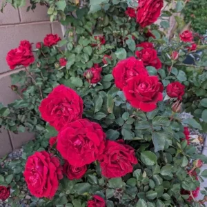 Don Juan Climbing Rose Live Plant - Fragrant Red Flowers - 5-7