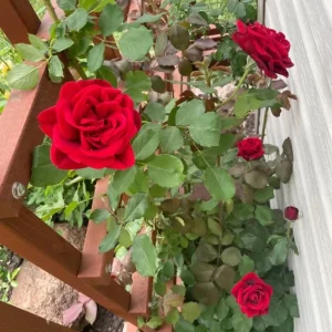 Don Juan Climbing Rose Live Plant - Fragrant Red Flowers - 5-7