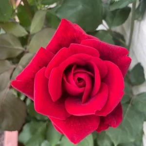Don Juan Climbing Rose Live Plant - Fragrant Red Flowers - 5-7