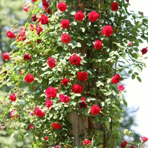 Don Juan Climbing Rose Live Plant - Fragrant Red Flowers - 5-7" Tall Starter - Image 1