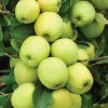 Dorsett Golden Apple Tree Live Plant - 4-5 Ft Tall, Southern Sweet Fruit - Image 1