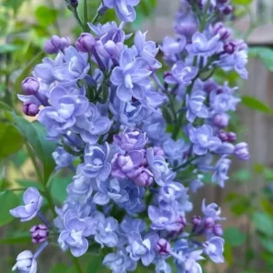 Double Blue Lilac Live Plant – Outdoor Shrub – 4 Inch Pot – Zone 3-7 - Image 5