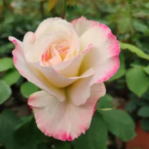 Double Delight Hybrid Tea Rose Live Plant – Fragrant Creamy-White 5-7 inch Starter - Image 2
