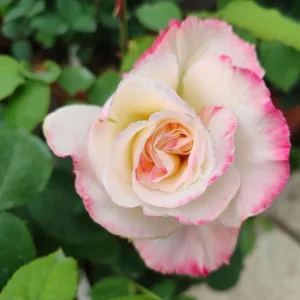 Double Delight Hybrid Tea Rose Live Plant – Fragrant Creamy-White 5-7 inch Starter - Image 8