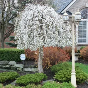 Double Pink Cherry Blossom Tree Live Plant, 6-12 Inch, 2.5 Inch Pot, Outdoor - Image 2