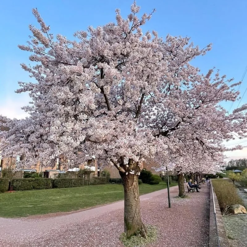 Double Pink Cherry Blossom Tree Live Plant, 6-12 Inch, 2.5 Inch Pot, Outdoor - Image 3