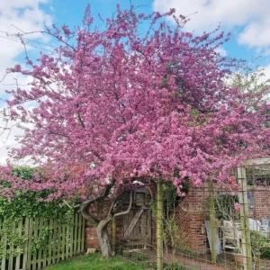 Double Pink Cherry Blossom Tree Live Plant, 6-12 Inch, 2.5 Inch Pot, Outdoor - Image 4
