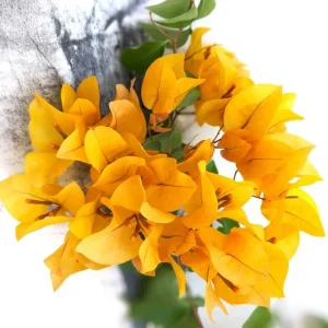 Double Red Bougainvillea Live Plant – Set of 2 Starter Plants, 5-8