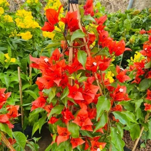 Double Red Bougainvillea Live Plant – Set of 2 Starter Plants, 5-8