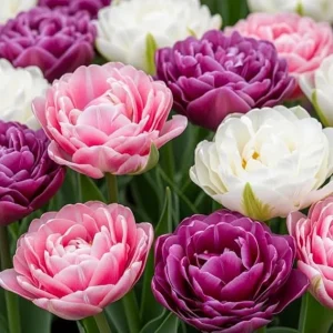 Double Tulip Bulbs Mix - 15 Count for Fall Planting, Full Sun, Vibrant Spring Blooms - Image 5