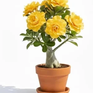Double Yellow Desert Rose Live Plant - Adenium Succulent, 4-7 Inch Tall, Vibrant Bloom - Image 2