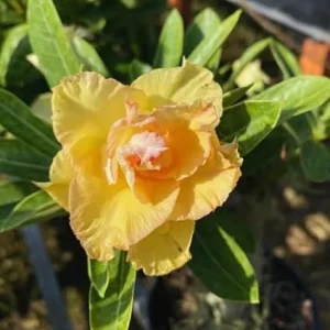 Double Yellow Desert Rose Live Plant - Adenium Succulent, 4-8 Inches Tall - Image 1