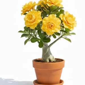 Double Yellow Desert Rose Live Plant - Adenium Succulent, 4-7 Inch Tall, Vibrant Bloom - Image 1