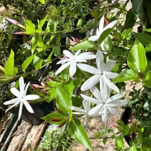 Downy Jasmine Live Plant – Jasminum Multiflorum Bush, White Flowering, 5-8 Inch Tall - Image 10