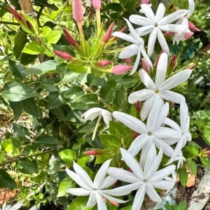 Downy Jasmine Live Plant – Jasminum Multiflorum Bush, White Flowering, 5-8 Inch Tall - Image 2
