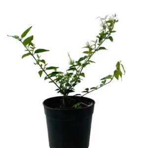 Downy Jasmine Live Plant – Jasminum Multiflorum Bush, White Flowering, 5-8 Inch Tall - Image 3