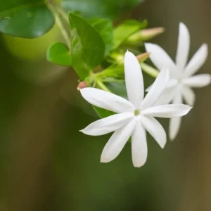 Downy Jasmine Live Plant – Jasminum Multiflorum Bush, White Flowering, 5-8 Inch Tall - Image 4