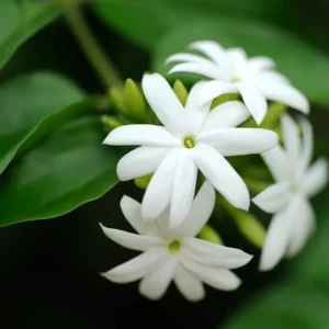 Downy Jasmine Live Plant – Jasminum Multiflorum Bush, White Flowering, 5-8 Inch Tall - Image 5