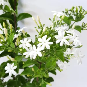 Downy Jasmine Live Plant – Jasminum Multiflorum Bush, White Flowering, 5-8 Inch Tall - Image 7