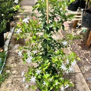Downy Jasmine Live Plant – Jasminum Multiflorum Bush, White Flowering, 5-8 Inch Tall - Image 9
