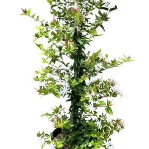 Downy Jasmine Live Plant – Jasminum Multiflorum Bush, White Flowering, 5-8 Inch Tall - Image 1