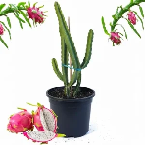 Dragon Fruit Live Plant in 3 Gallon Pot - Tropical Vine Cactus for Outdoor - Image 5