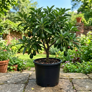 dwarf avocado plant in 3 gallon pot