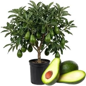 Dwarf Avocado Tree Live Plant - 3 Ft Tall, Fruit-Bearing in 3 Gallon Pot - Image 2